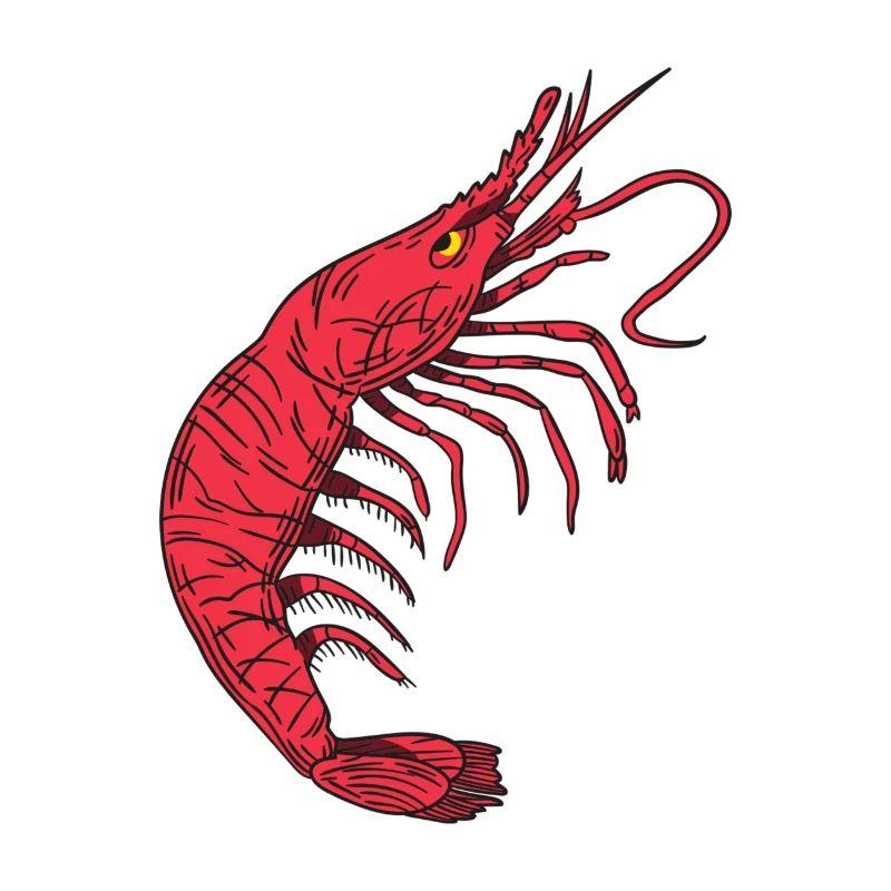 Shrimp Languste Krabbe