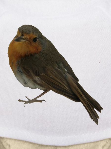 Robin