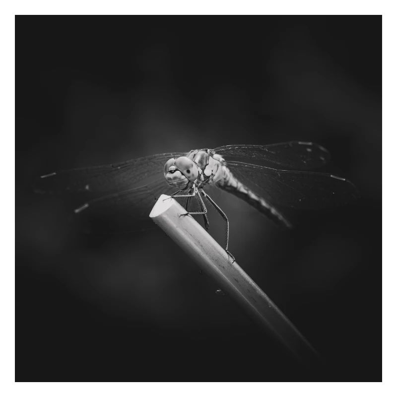 Libellule insecte gros plan affiche