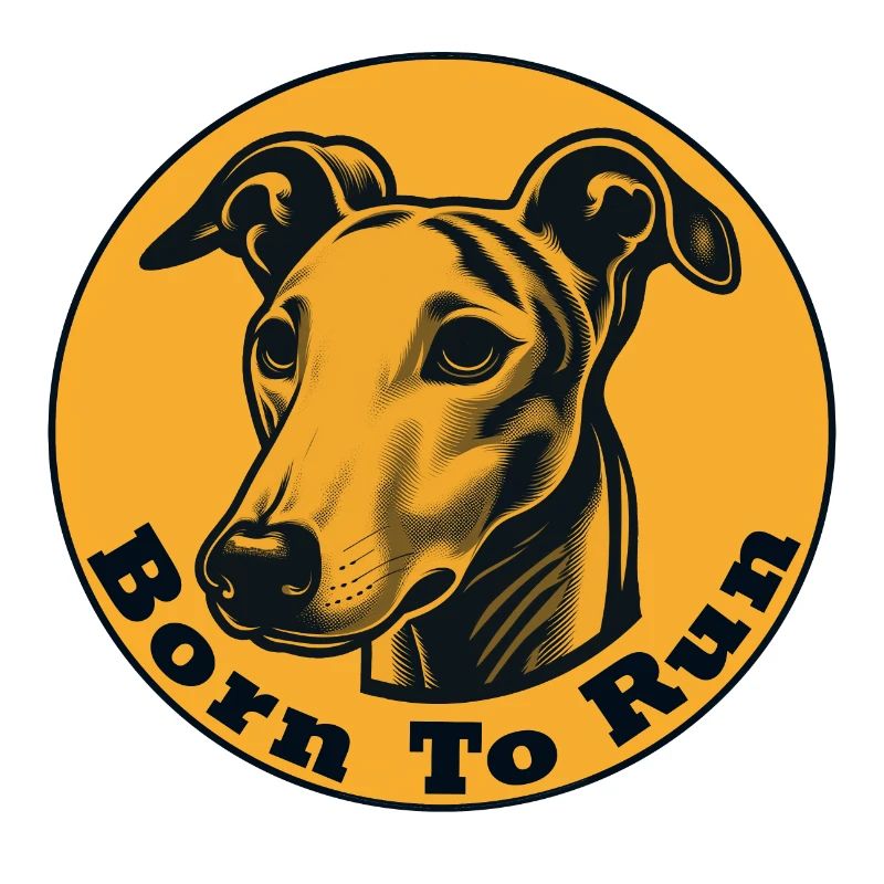 Whippet né pour courir