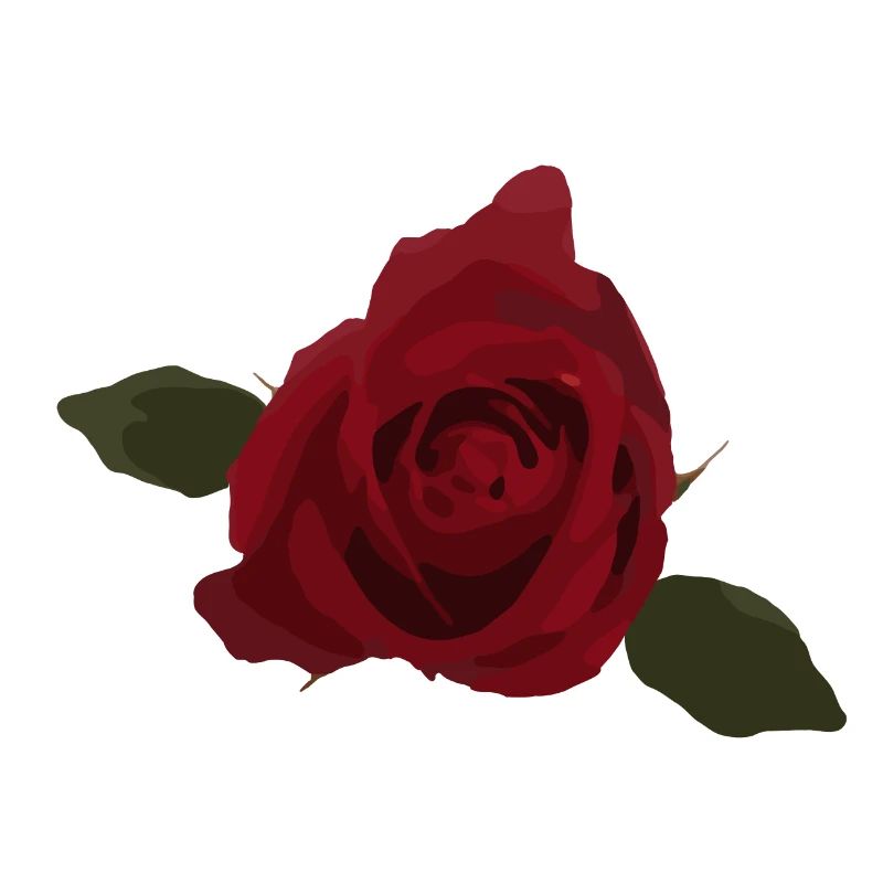 Rose rouge, fleur, vue de dessus