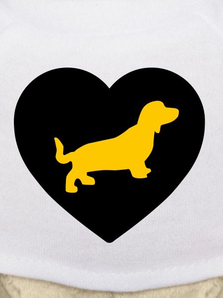 Dachshund