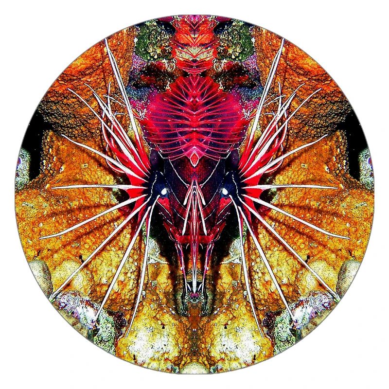 Créatures marines de la nature