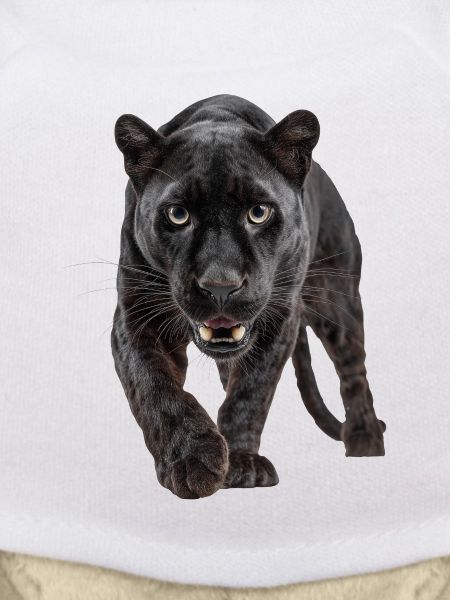 Schwarzer Panther – Kraft, Fokus, Dominanz