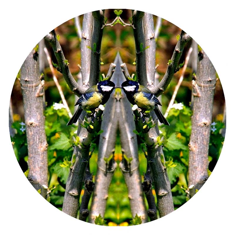 Source du Mandala de la nature dans le parc municipal