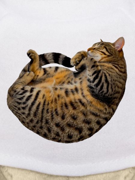 schlafende getigerte katze