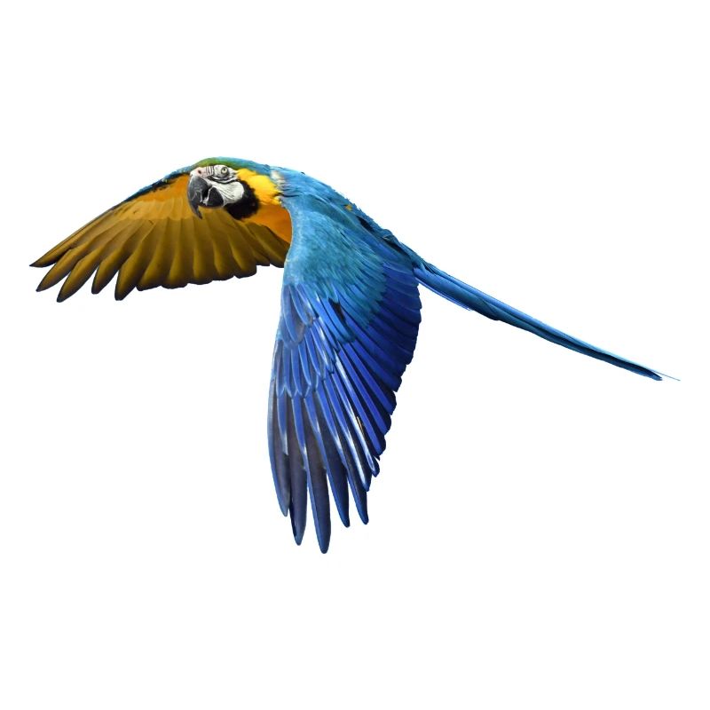 parrot papagei bird vogel2
