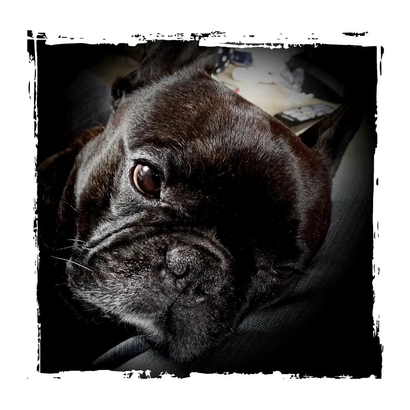 Frenchie