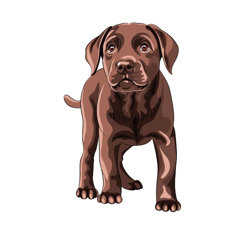 Labrador Retriever