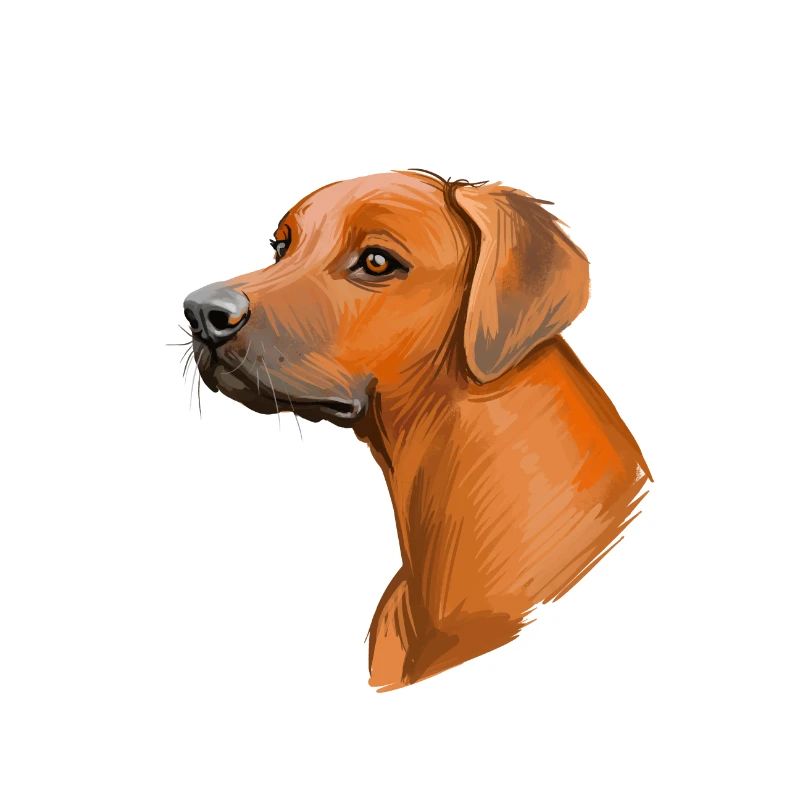 Rhodesian Ridgeback Hund Aquarell Illustration