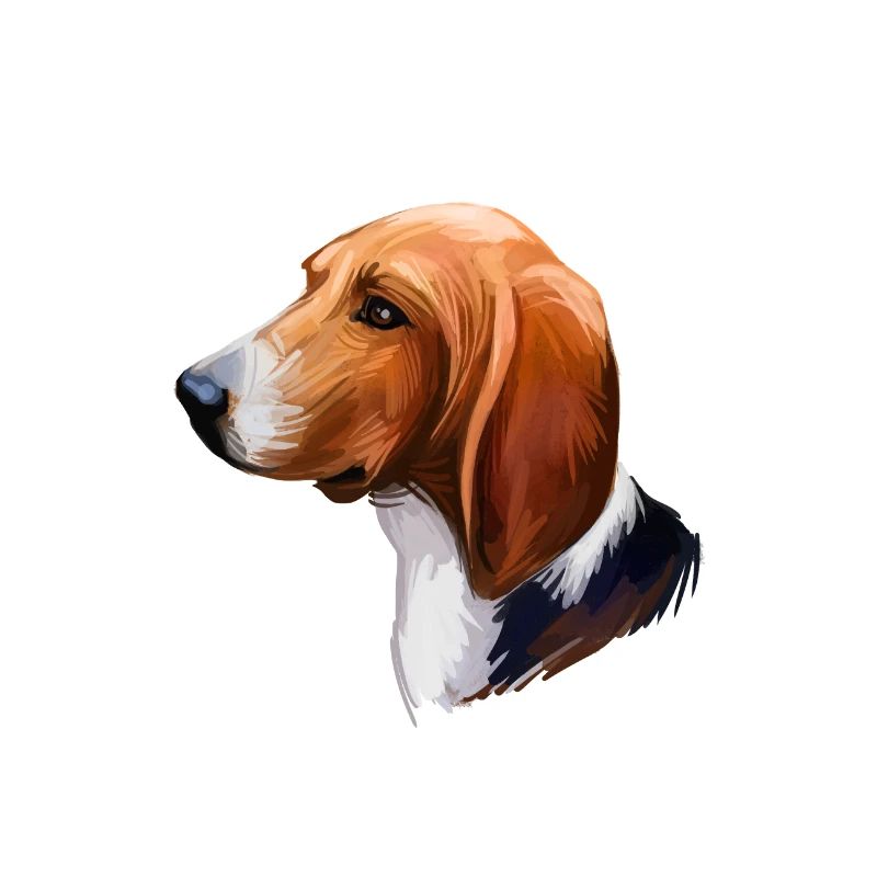 Treeing Walker Coonhound Chien Aquarelle Illustrati