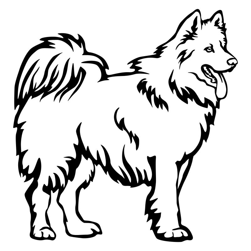 Samoyède