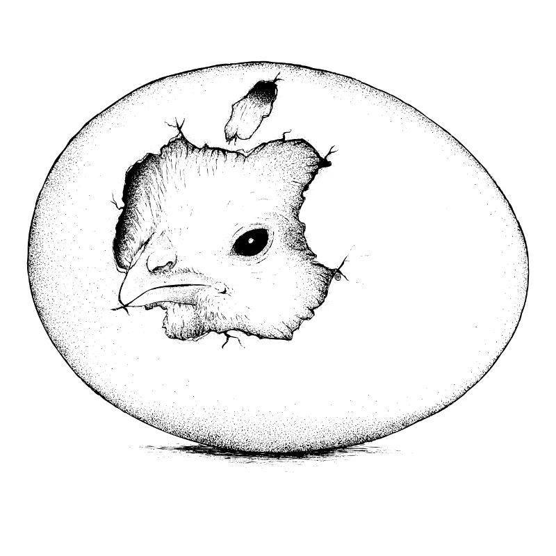 Hatchling