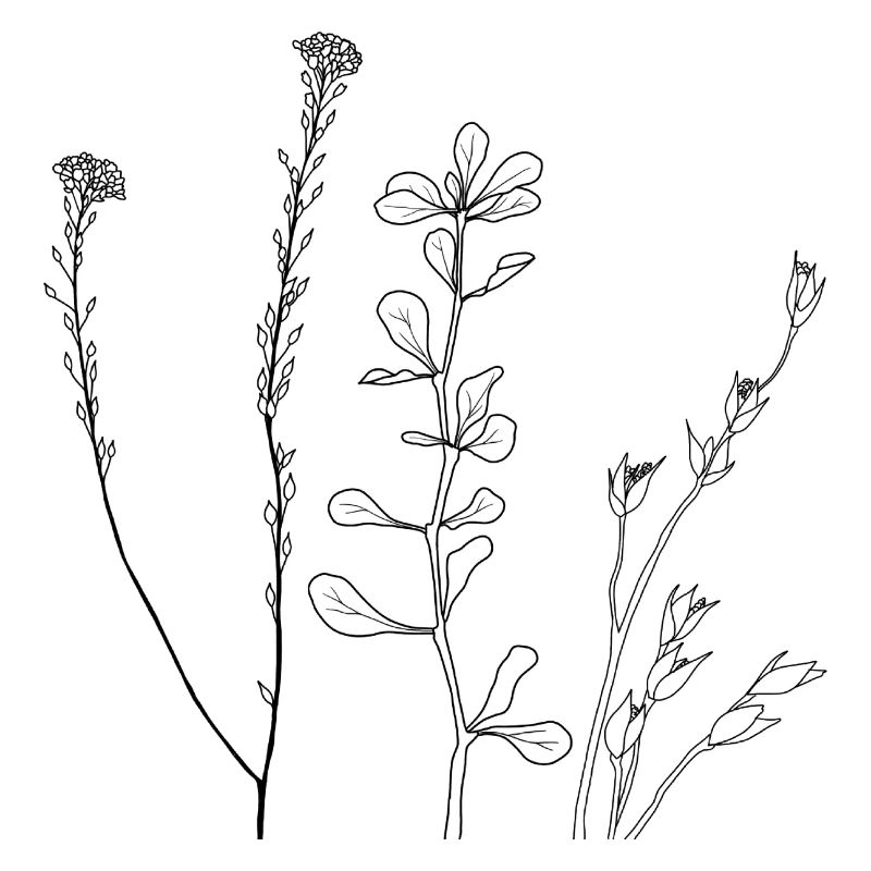 Blumen Line Art