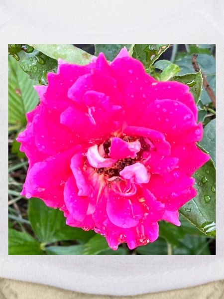 Rosa Rosenblüte