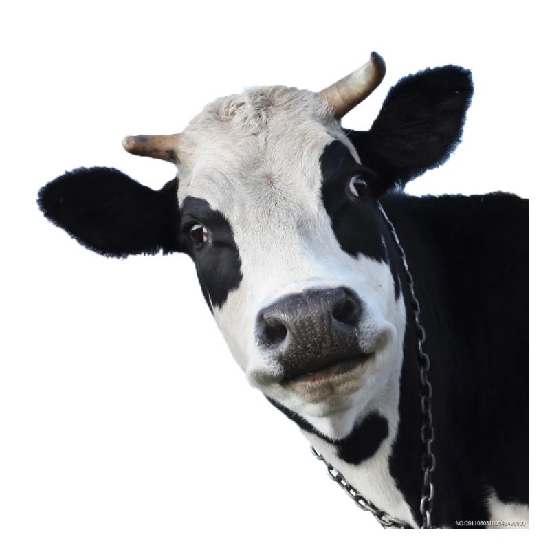 vache
