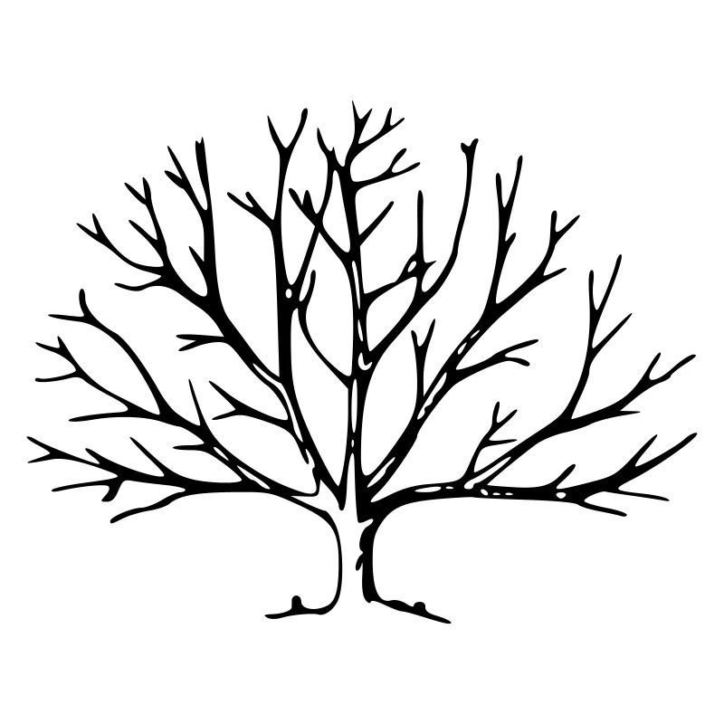 Baum