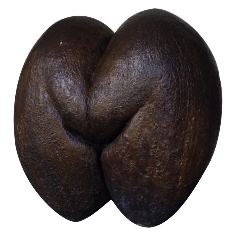 Coco de Mer Seychellen Booty Hintern