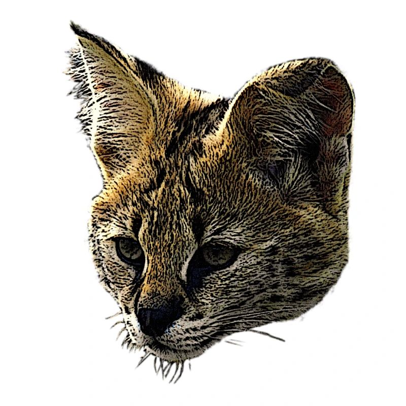 Serval canvas, big cats, wildlife designs