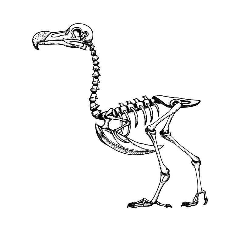 Dodo-Skelett