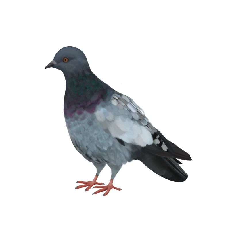 Dove