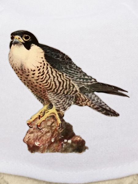 Falcon kestrel