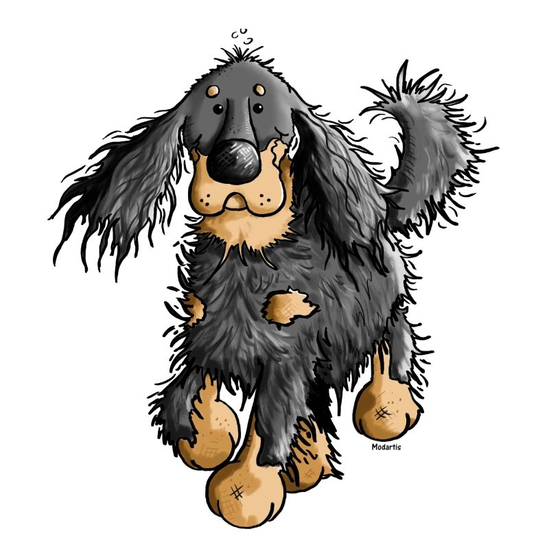 Flinker Gordon Setter - Hund