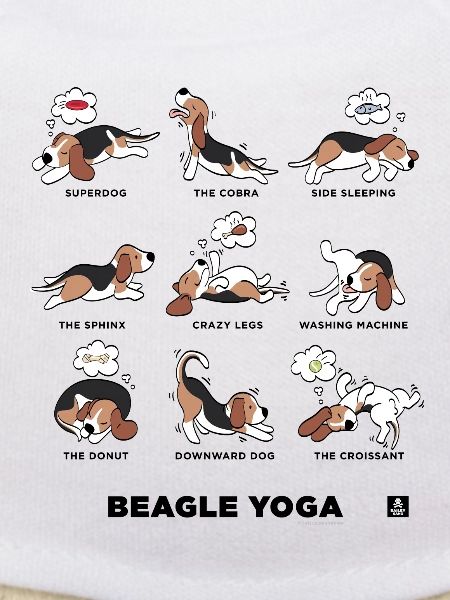 BEAGLE YOGA