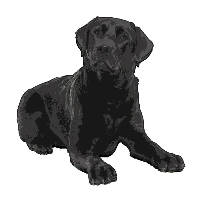 Schwarzer Labrador