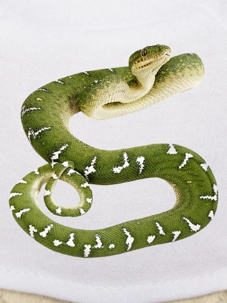 Snake reptile green white