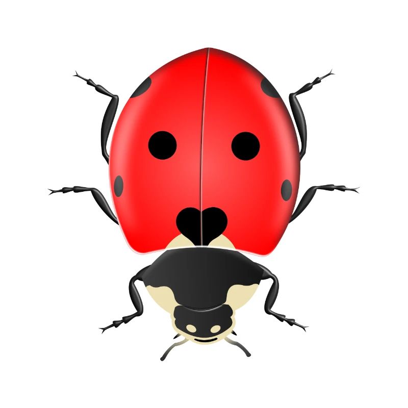 Marienkäfer