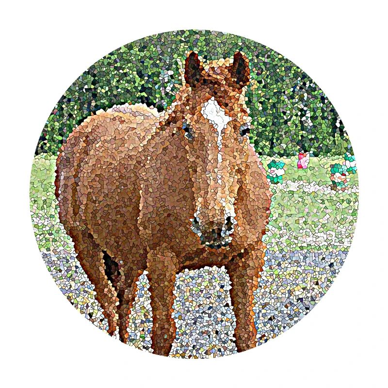 A Mare's Love