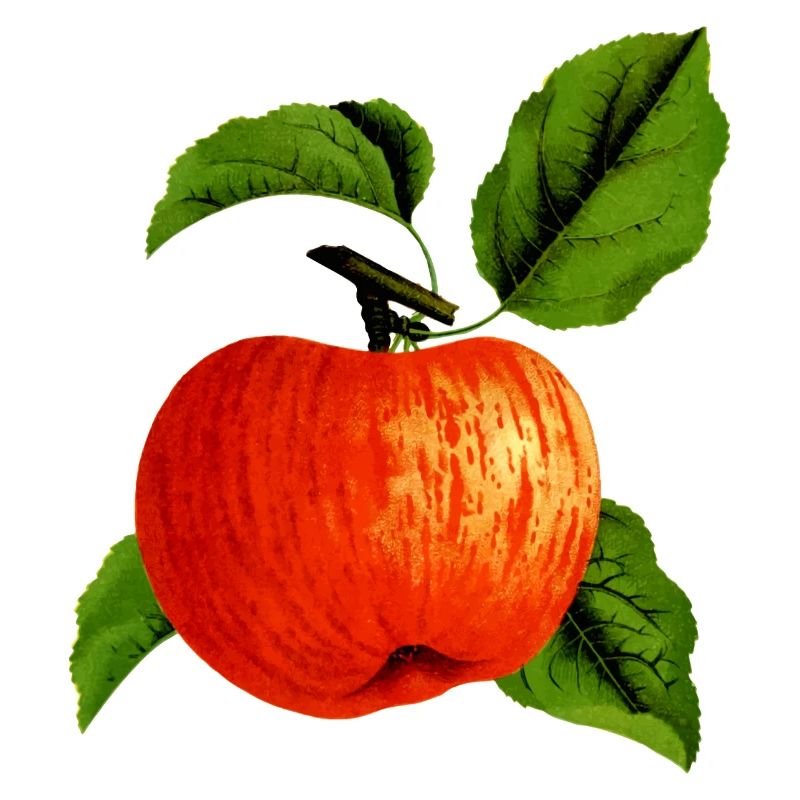 Apple Apple Veggie Fruit Fruits Tree Tree3