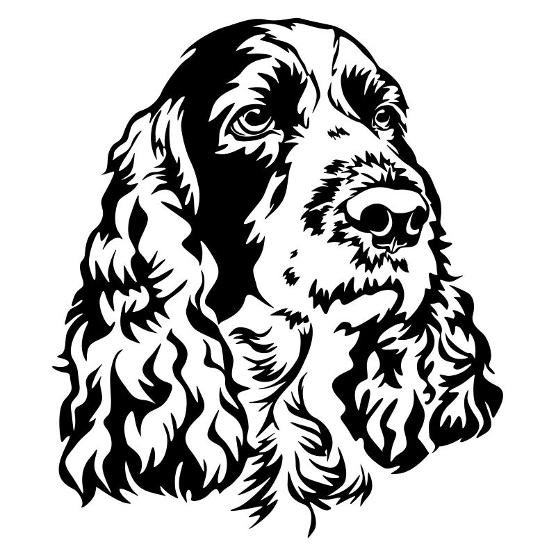 Englischer Springer Spaniel Kopf