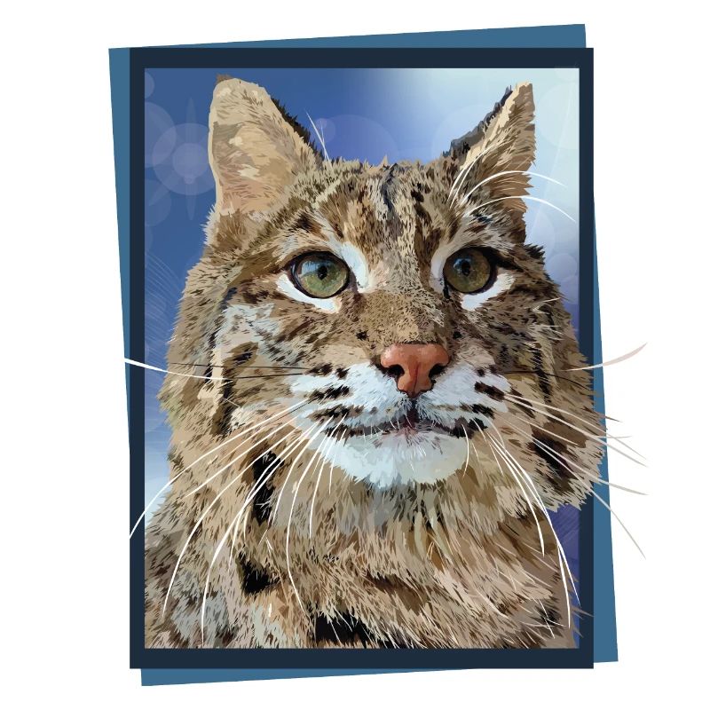 Luchs