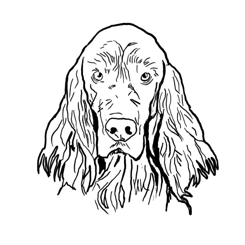 Irish Setter