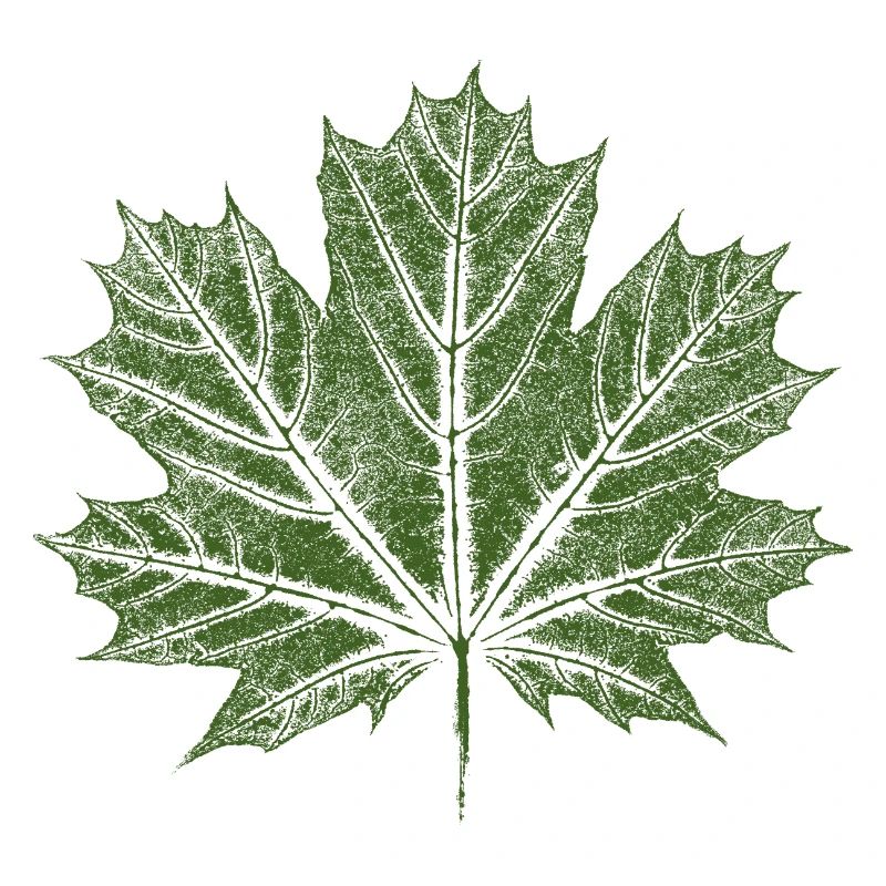 Feuille d’érable / Feuille - Érable botanique