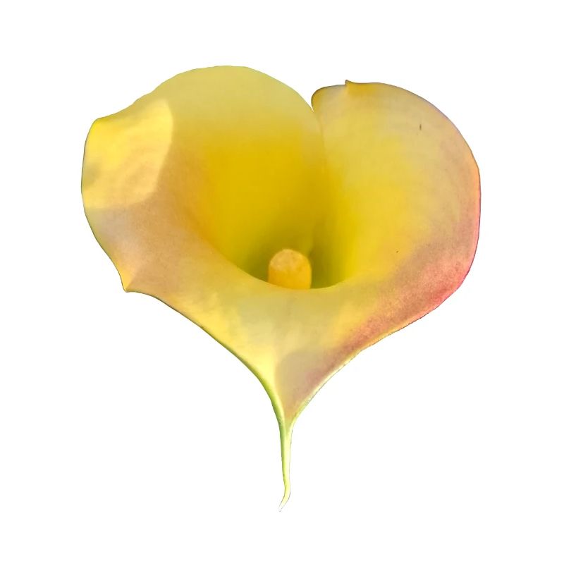 LYS CALLA JAUNE