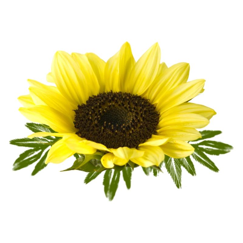 Sonnenblume