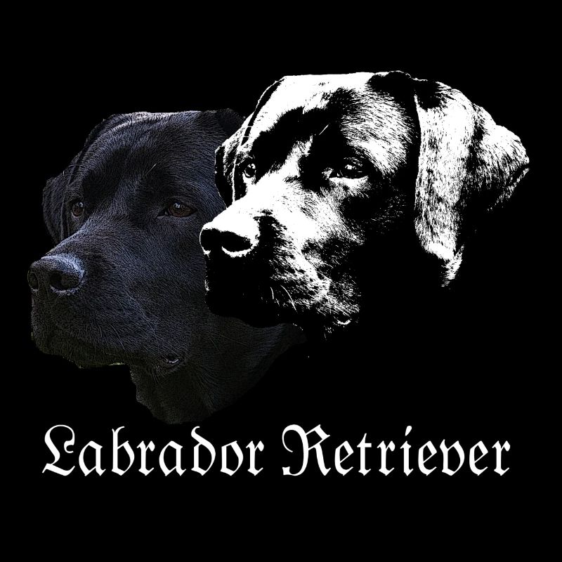 Labrador Retriever, Labrador, Agilité, chiens d'arrêt, chien