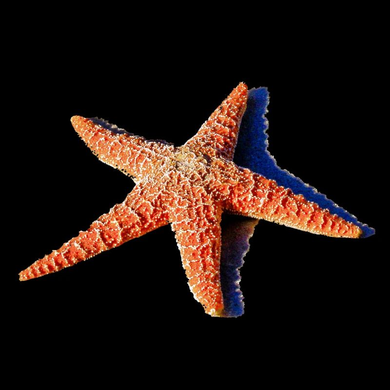 Une belle étoile de mer