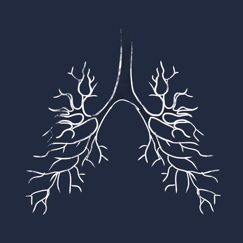 Bronchi lungs