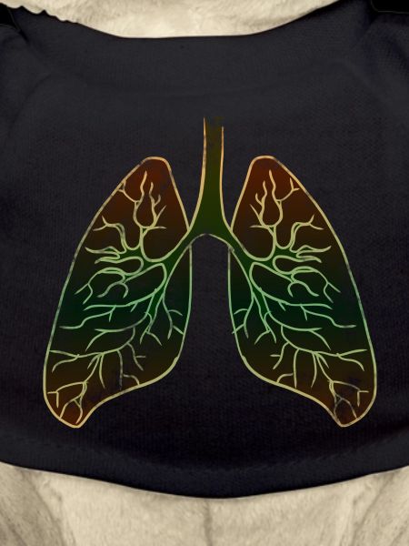 Lung organ