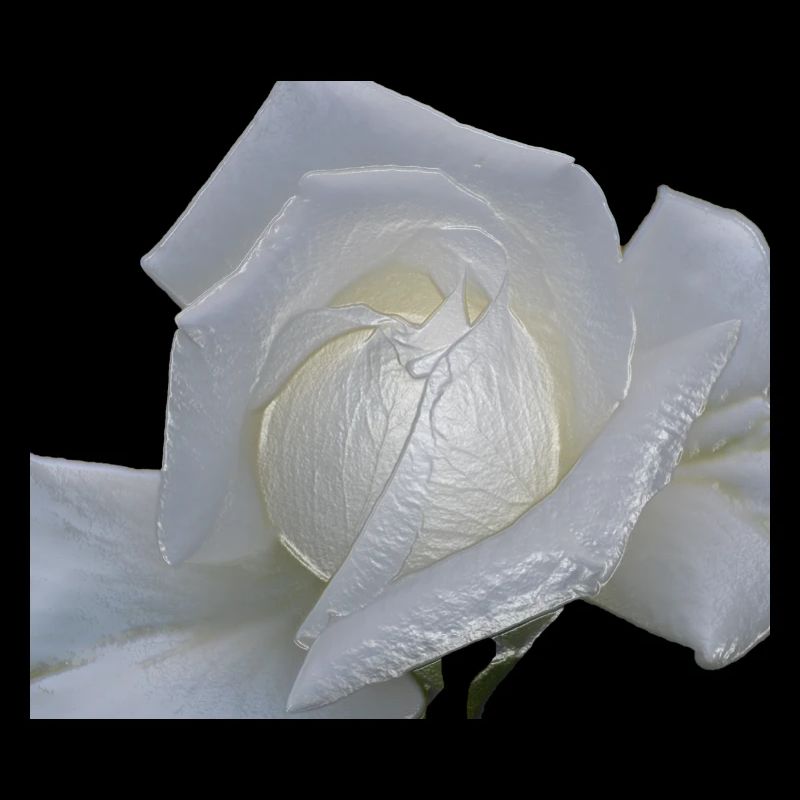 rose weiss