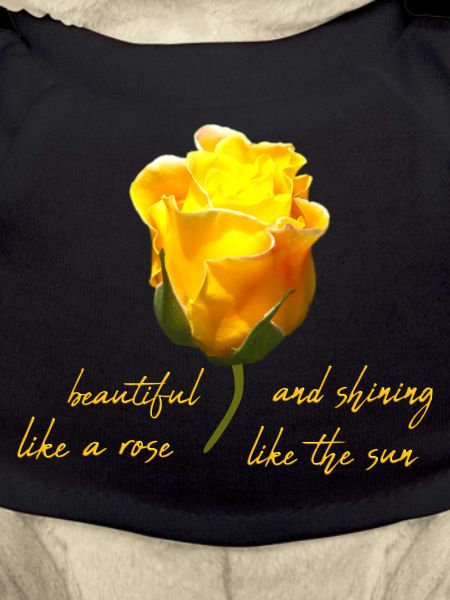 beautiful rose
