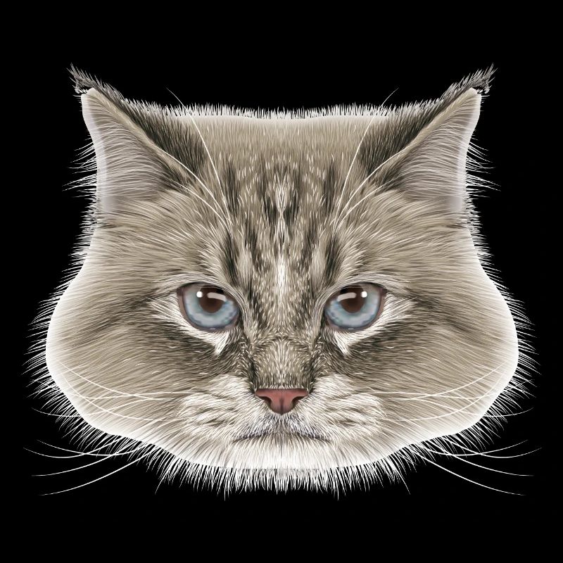 Sibirische Katze 