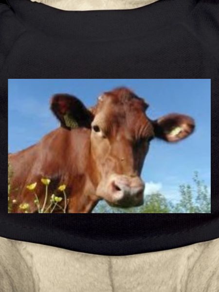Cow