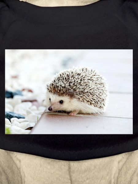 Hedgehog at dawn