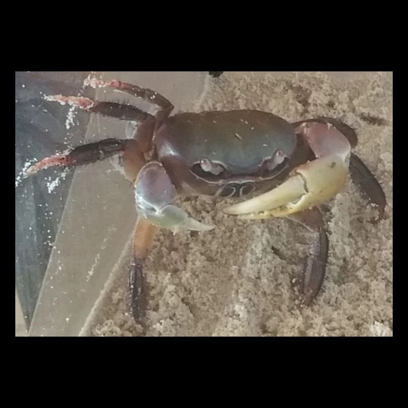 Mr Crab die Krabbe