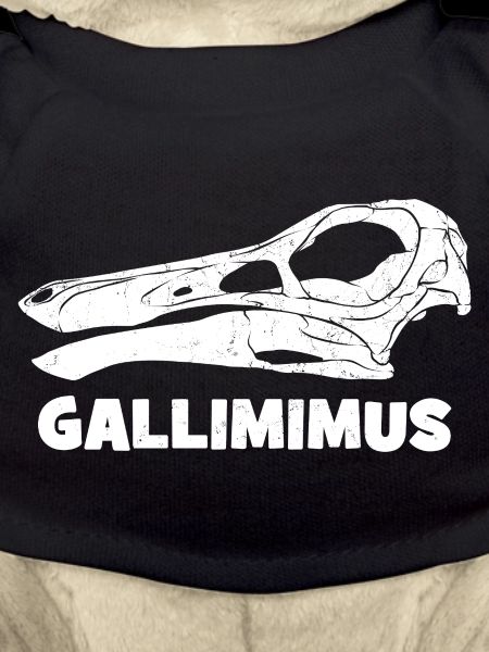 Gallimimus Skull Fossil